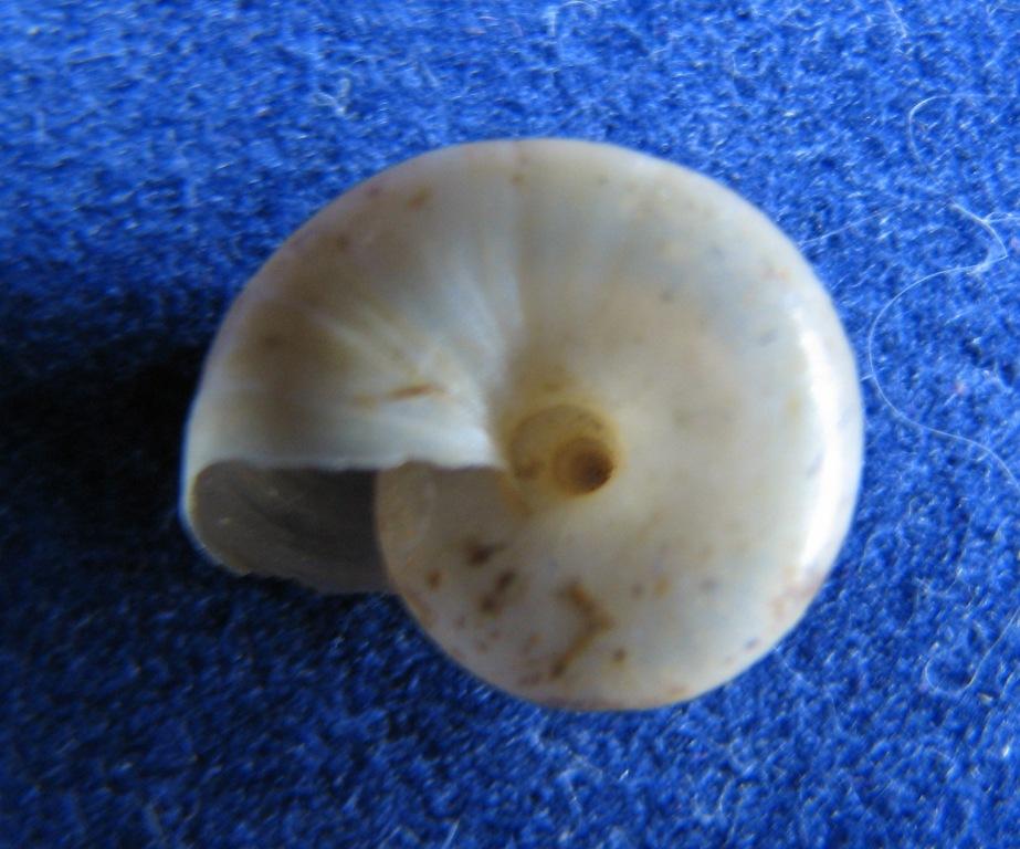 Oxychilus cf. perspectivus dall'' Isola di Mozia(TP)